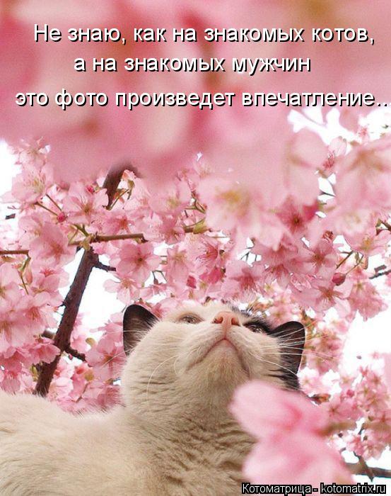 Не знаю, как на знакомых котов, а на знакомых мужчин это фото произведет впечатление...... Котоматрица: Не знаю, как на знакомых котов, а на знакомых мужчин это фото произведет впечатление...