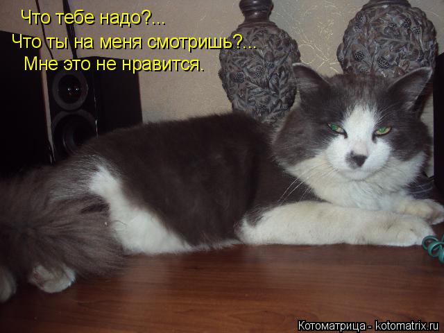 Что тебе надо?... Что ты на меня смотришь?... Мне это не нравится.... Котоматрица: Что тебе надо?... Что ты на меня смотришь?... Мне это не нравится.