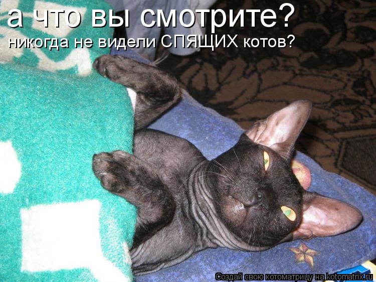 а что вы смотрите? никогда не видели СПЯЩИХ котов?... Котоматрица: а что вы смотрите? никогда не видели СПЯЩИХ котов?
