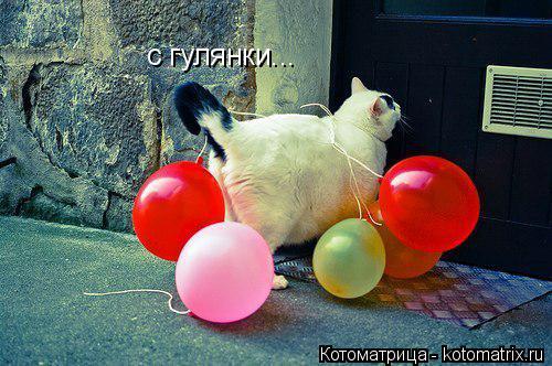 с гулянки...... Котоматрица: с гулянки...