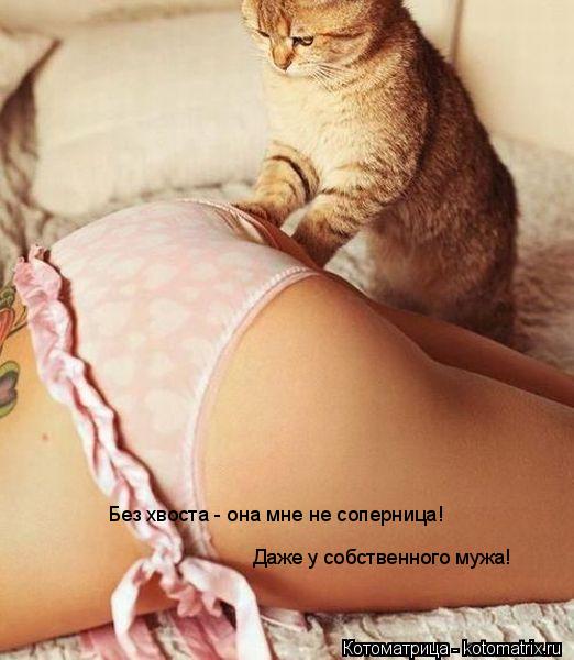 Без хвоста - она мне не соперница! Даже у собственного мужа!... Котоматрица: Без хвоста - она мне не соперница! Даже у собственного мужа!