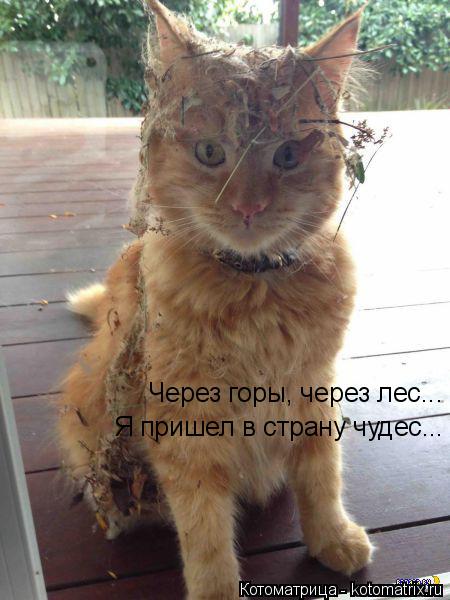 Котоматрица: Через горы, через лес... Я пришел в страну чудес...