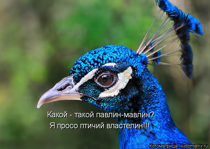 Какой - такой павлин-мавлин? Я просо птичий властелин!!!... Котоматрица: Какой - такой павлин-мавлин? Я просо птичий властелин!!!
