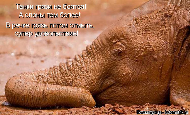Танки грязи не боятся! А слоны тем более! супер удовольствие! В речке грязь потом отмыть,... Котоматрица: Танки грязи не боятся! А слоны тем более! супер удовольствие! В речке грязь потом отмыть,
