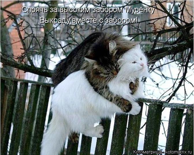 Котоматрица: Спрячь за высоким забором Мурёнку Выкраду вместе с забором!