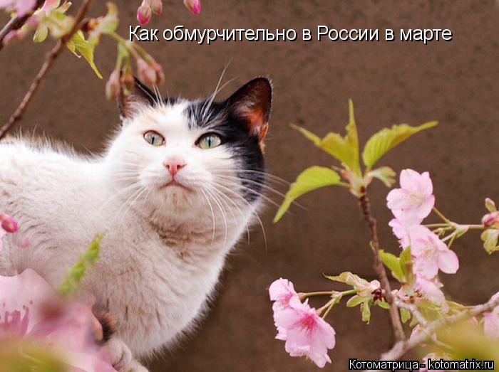 Как обмурчительно в России в марте... Котоматрица: Как обмурчительно в России в марте