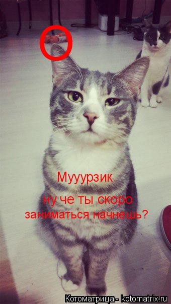 O заниматься начнешь? ну че ты скоро Мууурзик Мууурзик... Котоматрица: O заниматься начнешь? ну че ты скоро Мууурзик Мууурзик