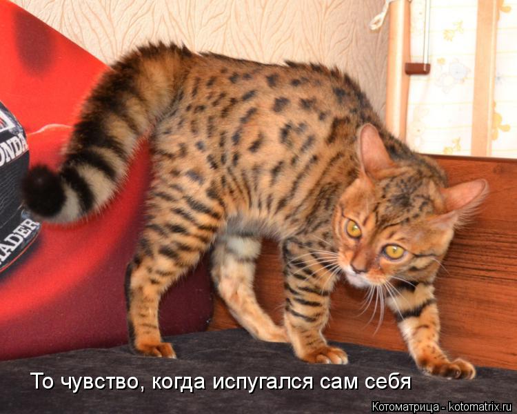 То чувство, когда испугался сам себя... Котоматрица: То чувство, когда испугался сам себя