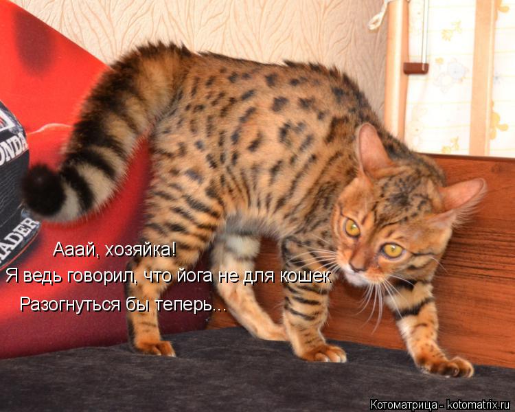 Ааай, хозяйка! Я ведь говорил, что йога не для кошек Разогнуться бы теперь...... Котоматрица: Ааай, хозяйка! Я ведь говорил, что йога не для кошек Разогнуться бы теперь...