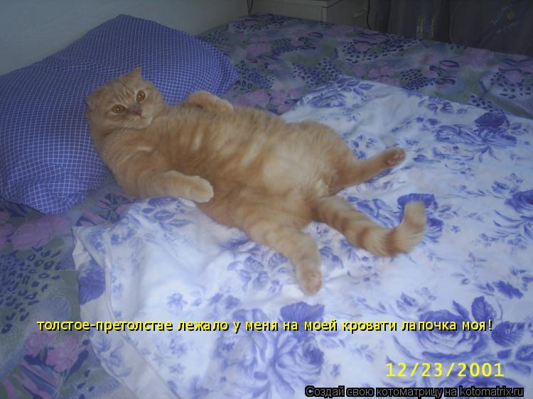 толстое-претолстае лежало у меня на моей кровати лапочка моя!... Котоматрица: толстое-претолстае лежало у меня на моей кровати лапочка моя!