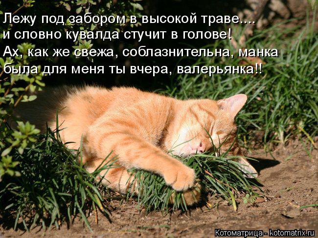 Лежу под забором в высокой траве.... и словно кувалда стучит в голове! Ах, как же свежа, соблазнитель... Котоматрица: Лежу под забором в высокой траве.... и словно кувалда стучит в голове! Ах, как же свежа, соблазнительна, манка была для меня ты вчера, валерьян