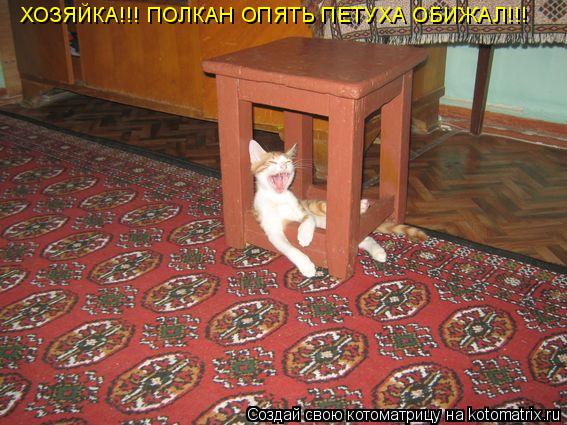 Котоматрица: ХОЗЯЙКА!!! ПОЛКАН ОПЯТЬ ПЕТУХА ОБИЖАЛ!!!