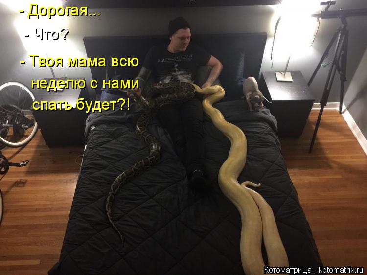 - Дорогая... - Что? - Твоя мама всю неделю с нами спать будет?!... Котоматрица: - Дорогая... - Что? - Твоя мама всю неделю с нами спать будет?!