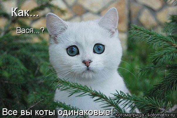 Котоматрица: Как... Вася...? Все вы коты одинаковые!