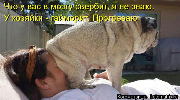 Что у вас в мозгу свербит, я не знаю. У хозяйки - гайморит. Прогреваю... Котоматрица: Что у вас в мозгу свербит, я не знаю. У хозяйки - гайморит. Прогреваю