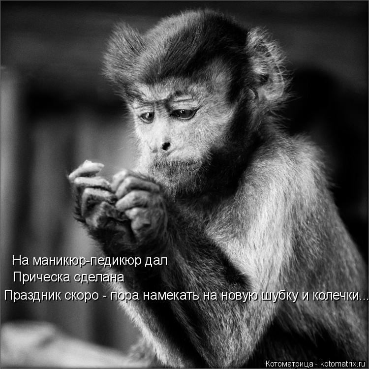 На маникюр-педикюр дал Прическа сделана Праздник скоро - пора намекать на новую шубку и колечки...... Котоматрица: На маникюр-педикюр дал Прическа сделана Праздник скоро - пора намекать на новую шубку и колечки...