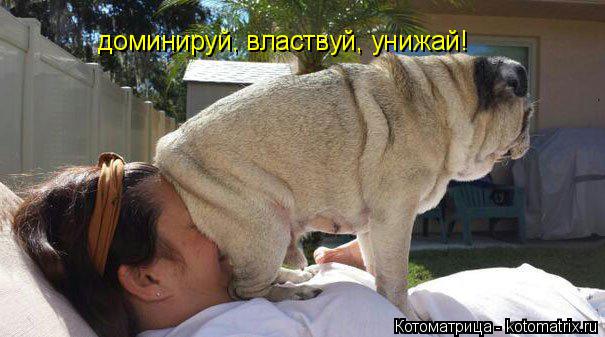 доминируй, властвуй, унижай!... Котоматрица: доминируй, властвуй, унижай!