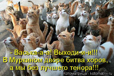 - Васька-а-а! Выходи-и-и!!! В Муркином дворе битва хоров, а мы без лучшего тенора!!!... Котоматрица: - Васька-а-а! Выходи-и-и!!! В Муркином дворе битва хоров, а мы без лучшего тенора!!!