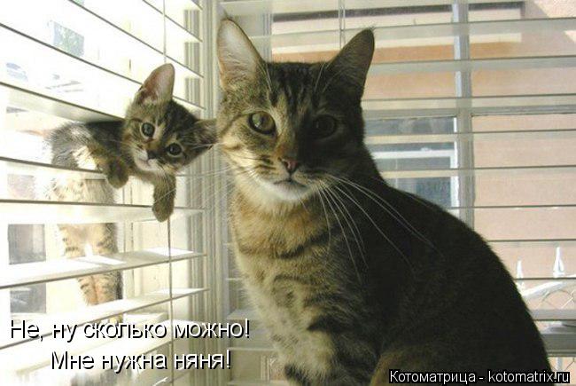 Не, ну сколько можно! Мне нужна няня!... Котоматрица: Не, ну сколько можно! Мне нужна няня!