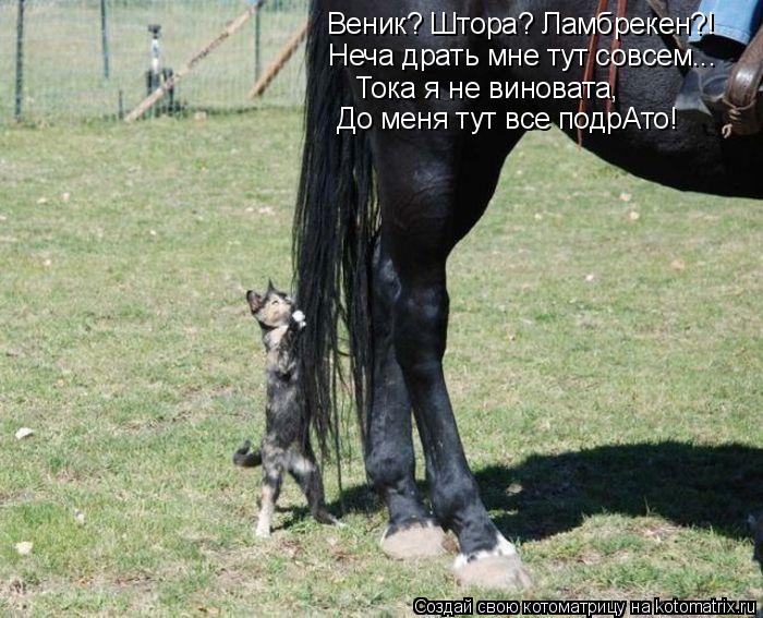 Веник? Штора? Ламбрекен?! Неча драть мне тут совсем... До меня тут все подрАто! Тока я не виновата,... Котоматрица: Веник? Штора? Ламбрекен?! Неча драть мне тут совсем... До меня тут все подрАто! Тока я не виновата,
