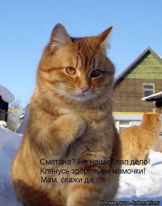 Котоматрица: Клянусь здоровьем мамочки! Мам, скажи да... Сметана? Не наших лап дело!