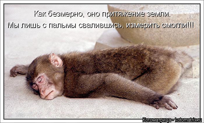 Как безмерно, оно притяжение земли. Мы лишь с пальмы свалившись, измерить смогли!!!... Котоматрица: Как безмерно, оно притяжение земли. Мы лишь с пальмы свалившись, измерить смогли!!!