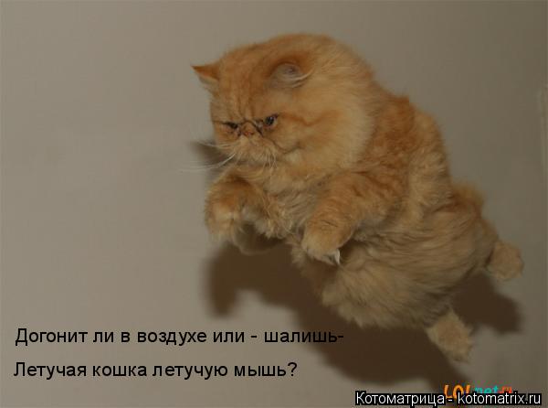 Догонит ли в воздухе или - шалишь- Летучая кошка летучую мышь?... Котоматрица: Догонит ли в воздухе или - шалишь- Летучая кошка летучую мышь?