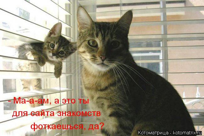 - Ма-а-ам, а это ты для сайта знакомств фоткаешься, да?... Котоматрица: - Ма-а-ам, а это ты для сайта знакомств фоткаешься, да?