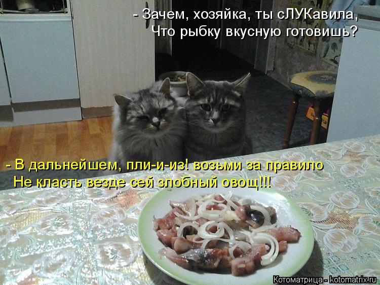 - Зачем, хозяйка, ты сЛУКавила, Что рыбку вкусную готовишь? - В дальнейшем, пли-и-из! возьми за прави... Котоматрица: - Зачем, хозяйка, ты сЛУКавила, Что рыбку вкусную готовишь? - В дальнейшем, пли-и-из! возьми за правило Не класть везде сей злобный овощ!!!