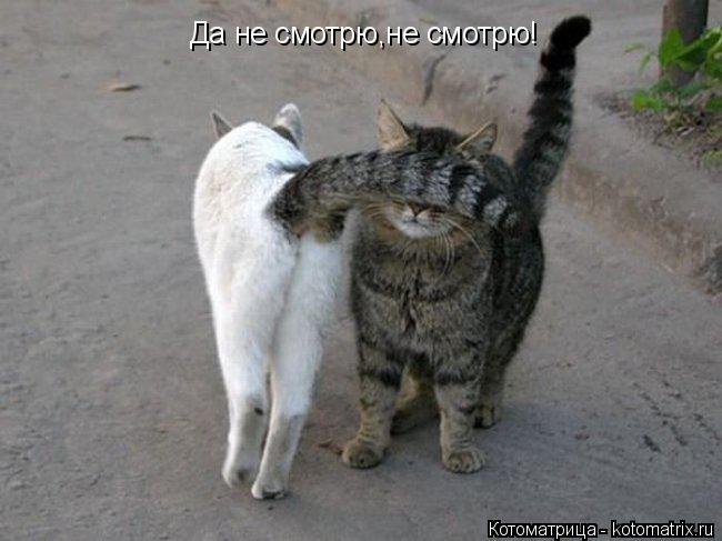 Да не смотрю,не смотрю!... Котоматрица: Да не смотрю,не смотрю!