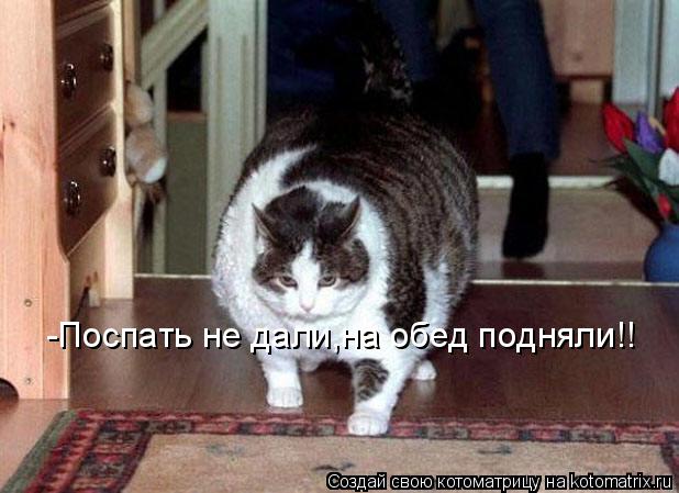 Котоматрица: -Поспать не дали,на обед подняли!!