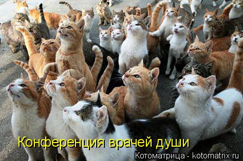 Конференция врачей души... Котоматрица: Конференция врачей души