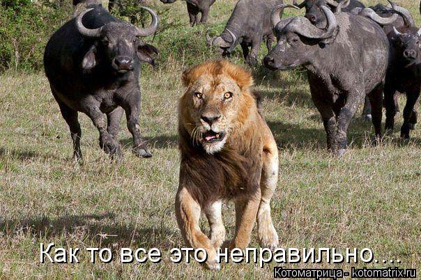 Котоматрица: Как то все это неправильно....