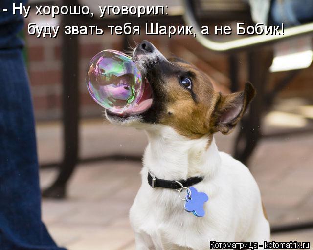 - Ну хорошо, уговорил: буду звать тебя Шарик, а не Бобик!... Котоматрица: - Ну хорошо, уговорил: буду звать тебя Шарик, а не Бобик!