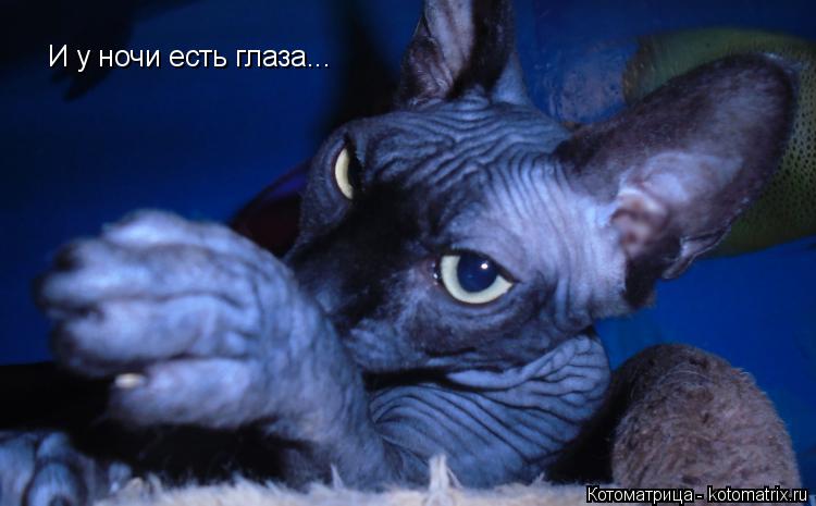 Котоматрица: И у ночи есть глаза...