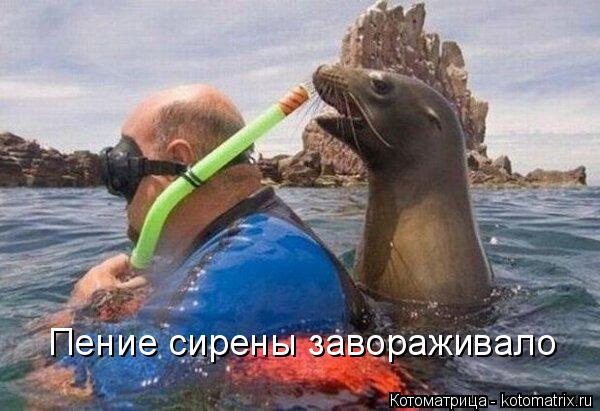 Котоматрица: Пение сирены завораживало