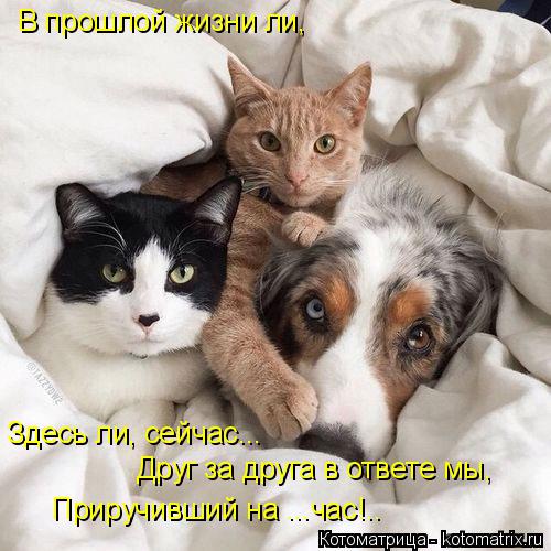 Котоматрица: В прошлой жизни ли, Здесь ли, сейчас... Друг за друга в ответе мы, Приручивший на ...час!..