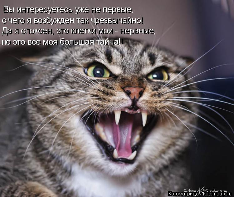 Вы интересуетесь уже не первые, с чего я возбужден так чрезвычайно! Да я спокоен, это клетки мои - не... Котоматрица: Вы интересуетесь уже не первые, с чего я возбужден так чрезвычайно! Да я спокоен, это клетки мои - нервные, но это все моя большая тайна!!