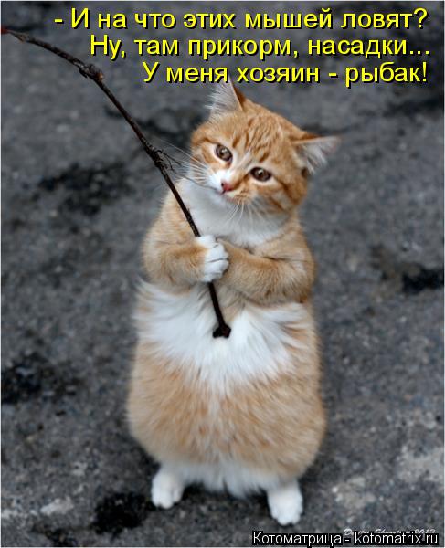 Котоматрица: - И на что этих мышей ловят? Ну, там прикорм, насадки... У меня хозяин - рыбак!