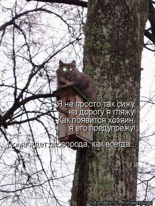 Котоматрица: Я не просто так сижу,  на дорогу я гляжу! Как появится хозяин,  я его предупрежу! Дома ждет сковорода, как всегда...