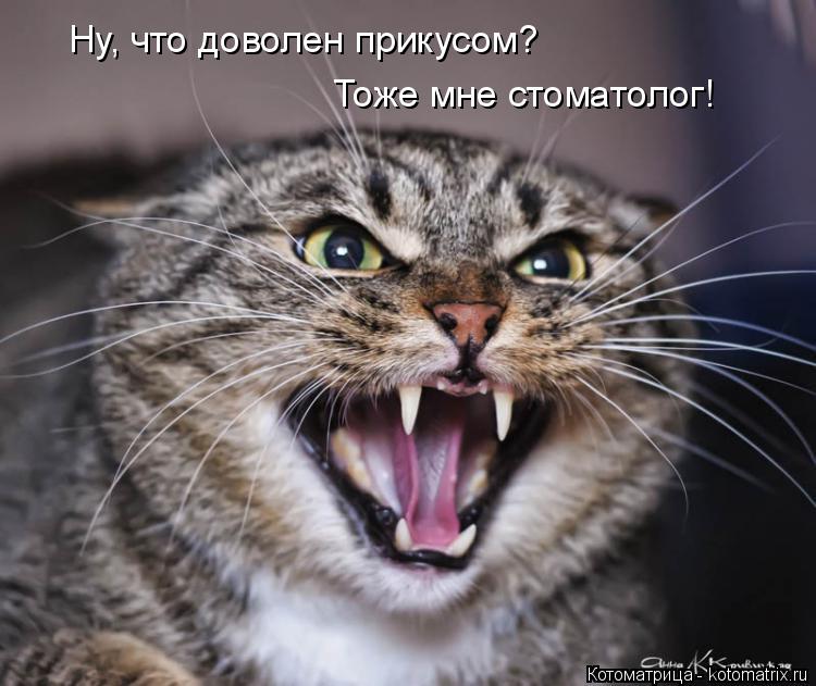 Котоматрица: Ну, что доволен прикусом? Тоже мне стоматолог!