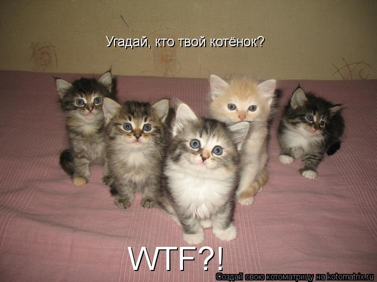 Угадай, кто твой котёнок? WTF?!... Котоматрица: Угадай, кто твой котёнок? WTF?!