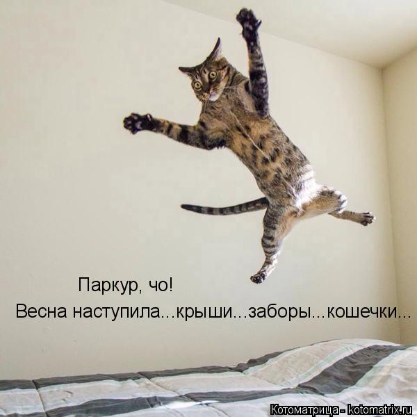 Котоматрица: Паркур, чо! Весна наступила...крыши...заборы...кошечки...