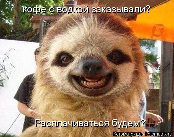 Котоматрица: кофе с водкой заказывали? Расплачиваться будем?