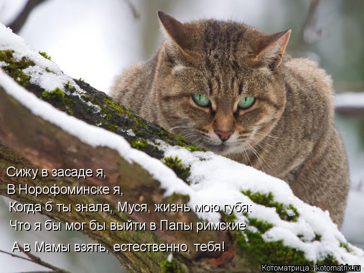 Котоматрица: Сижу в засаде я, В Норофоминске я, Когда б ты знала, Муся, жизнь мою губя: Что я бы мог бы выйти в Папы римские А в Мамы взять, естественно, тебя!