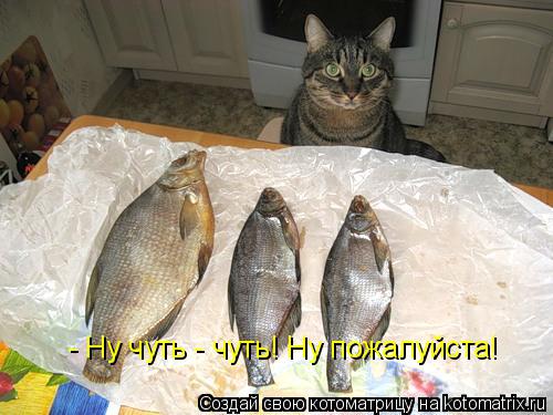 - Ну чуть - чуть! Ну пожалуйста!... Котоматрица: - Ну чуть - чуть! Ну пожалуйста!