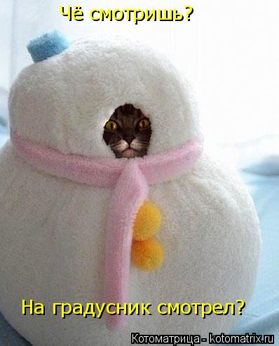 Чё смотришь? На градусник смотрел?... Котоматрица: Чё смотришь? На градусник смотрел?