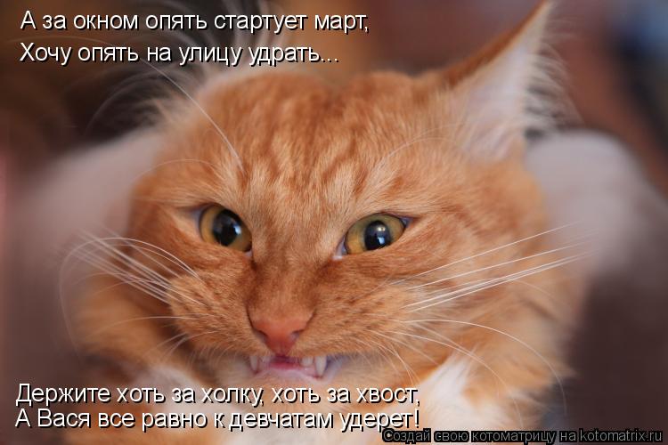Котоматрица: А за окном опять стартует март, Хочу опять на улицу удрать... Держите хоть за холку, хоть за хвост, А Вася все равно к девчатам удерет!