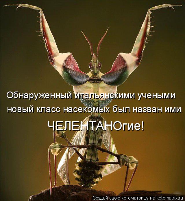 Котоматрица: Обнаруженный итальянскими учеными новый класс насекомых был назван ими  ЧЕЛЕНТАНОгие!
