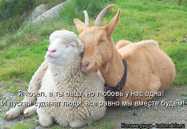 Котоматрица: И пускай судачат люди, все равно мы вместе будем! Я козел, а ты овца, но любовь у нас одна!